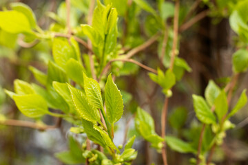 young leaves of wild grapes in spring in the garden
