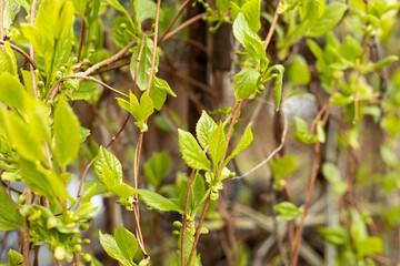 young leaves of wild grapes in spring in the garden