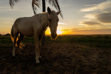 Beautiful horses next to a palm tree at sunset.