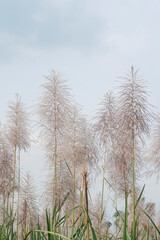 Obraz premium Sugarcane flowers are in season