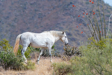 Fototapeta na wymiar Wild horse by Ocotillo