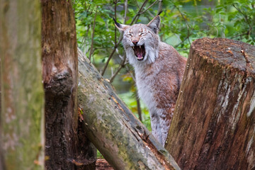 gähnender Luchs im Wald