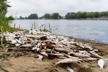Śnięte Ryby, Katastrofa ekologiczna - obrazy, fototapety, plakaty
