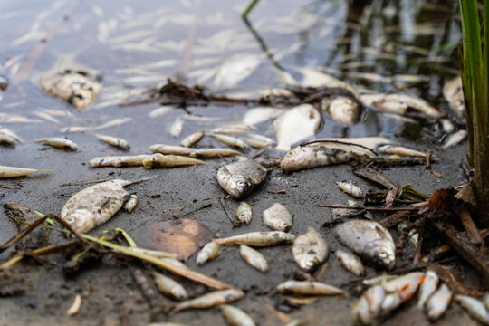 Śnięte ryby na brzegu jeziora, zatrute jezioro