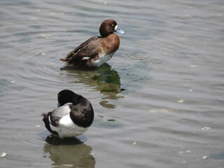 Aythya marila