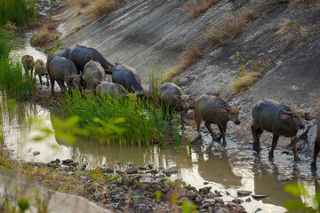 Thai buffalo, Thai buffalo in rural village,thailand buffalo in farm