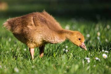 Entchen auf der Wiese im Park