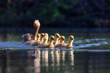 Enten und Gänse mit jungen Kücken