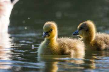 Entenkücken auf dem Wasser