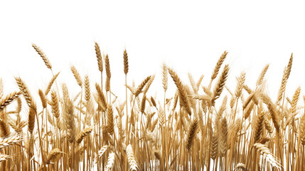 Wheat field transparent background png, Generative AI - obrazy, fototapety, plakaty