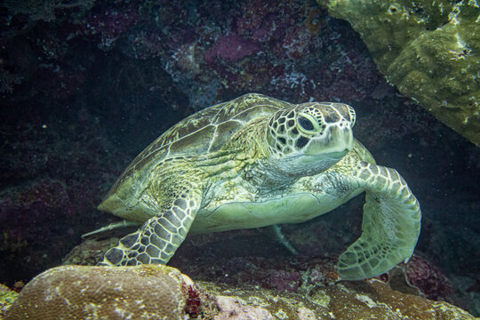 Turtel: Diving Nabucco & Nunukan Island - Maratua Atoll Indonesia
