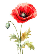Red poppies on white background, summer poppy flowers card. Generative Ai.