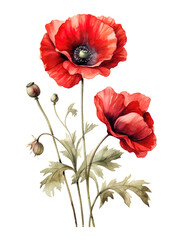 Obraz premium Red poppies on white background, summer poppy flowers card. Generative Ai.