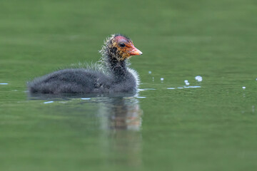 Coot juvenile 