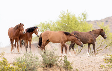 Wild Horse stallion 'snaking' another horse