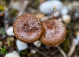 Top view of Lactarius quietus mushroom