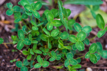 Green leaves of Oxalis suksdorfii plant