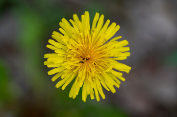 Detail of a yellow Taraxacum officinale flower with small black insects