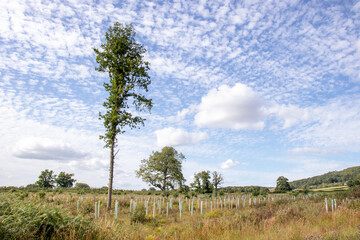 Altocumulus clouds