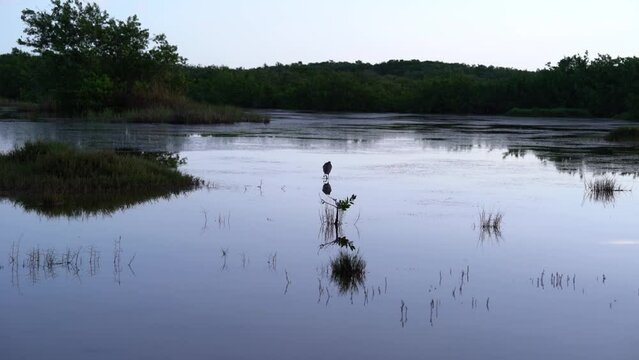 Wild Pond With Bird In Mexico HD