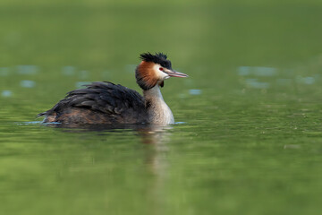 Low angle great crested grebe