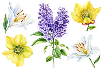 Set of lilac flowers, yellow hellebore and white lilies, isolated background, watercolor botanical flora for design