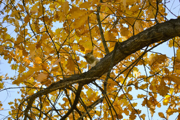 A cute squirrel sits on a tree branch among autumn foliage and eats