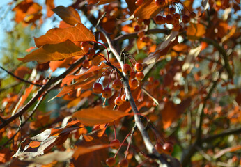 Ripe crab apples on a tree branch in close-up