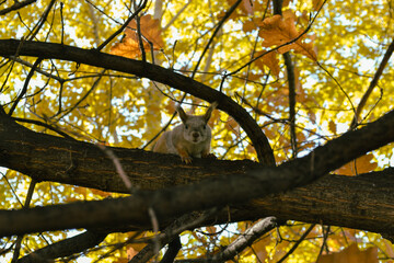 Squirrel sits on a branch of an autumn tree and looks directly into the camera © Maxwell Turnhouse