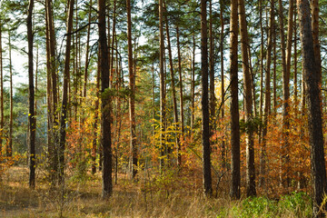 The tall, slender trunks of the pine trees in the autumn woods under the evening sun
