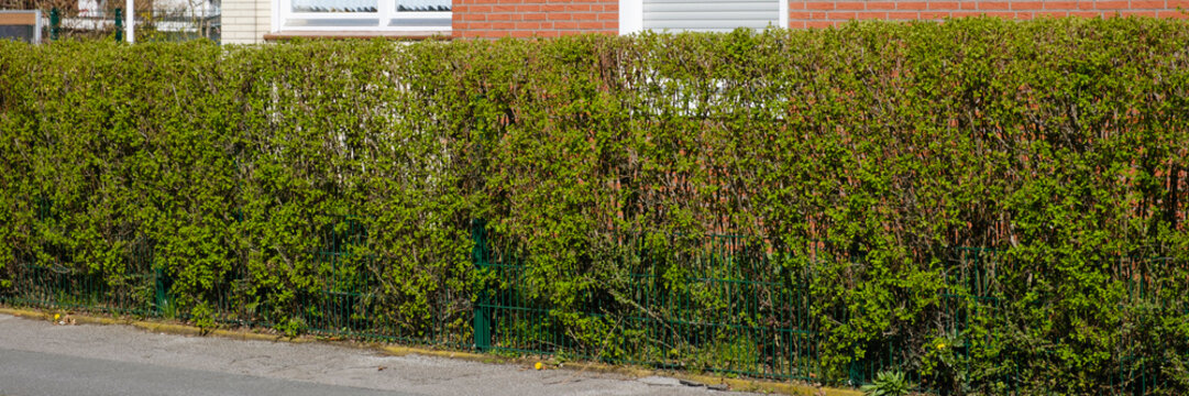 Liguster Hecke, Nordrhein-Westfalen, Deutschland, Europa