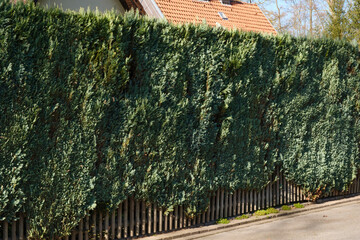 Hecke aus Lebensbäumen vor einem Wohnhaus, Thuja Hecke, Nordrhein-Westfalen, Deutschland, Europa