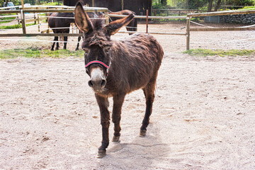 Fifteen-year-old little donkey who, after a career as a milk producer, retires to keep a blind mare company.