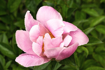 Pink peony flower, embellished with dew drops, on a background of intense green foliage.