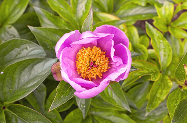 Pink peony flower against a background of green leaves, with the petals framing her yellow pistils.
