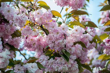 pink cherry blossom