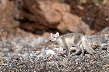 hunting polar fox, wildlife