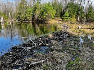 Beaver Dam on the Ice Age Trail