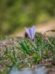 Bucaneve o crocus 
