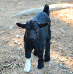 Baby Tennessee Fainting Goat (Capra aegagrus hircus) all black except for a white front foot.