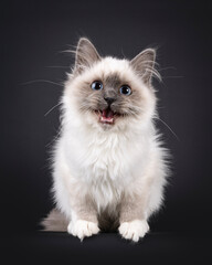 Adorable fluffy Blue point Sacred Birman, sitting up facing front. Meowing loud with mouth wide open showing teeth and tongue. Looking straight to camera. Isolated on a black background.