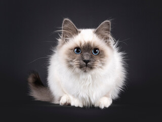 Adorable fluffy Blue point Sacred Birman, laying down facing front. Looking straight to camera.Isolated on a black background.