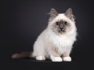 Adorable fluffy Blue point Sacred Birman, sitting up side ways. Looking straight to camera.Isolated on a black background.