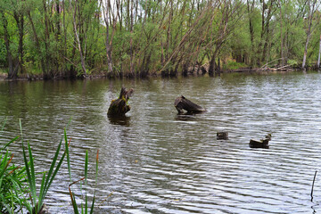 a large lake in the middle of the forest