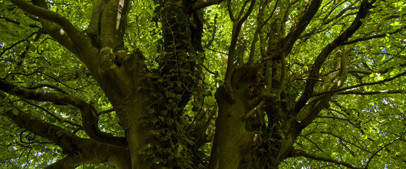 Fototapeta na wymiar Green tree with green leaves. The branched top of a deciduous tree and ivy plants on the trunk.
