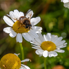 One small bee-like fly sits on a white daisy flower on a summer day. Insect on a flower close-up. Hover flies, also called flower flies or syrphid flies, make up the insect family Syrphidae.