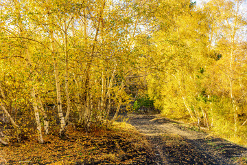 amazing autumn country road among yellow birch trees forest, branches with golden leaves and orange bushes, leadinfar away to nature