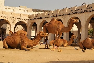 Arabian Camels in Doha Qatar. Middle East, Arabian Gulf. Domesticated Camel. Dromedary animal....