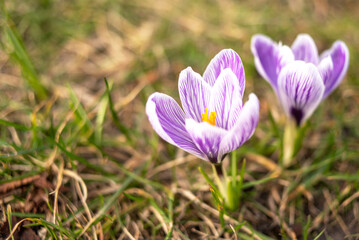 Crocuses close up. Delicate spring flowers. minimalistic photography
