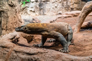 Foto op Plexiglas Seattle Zoo Komodo Dragon © George Cole